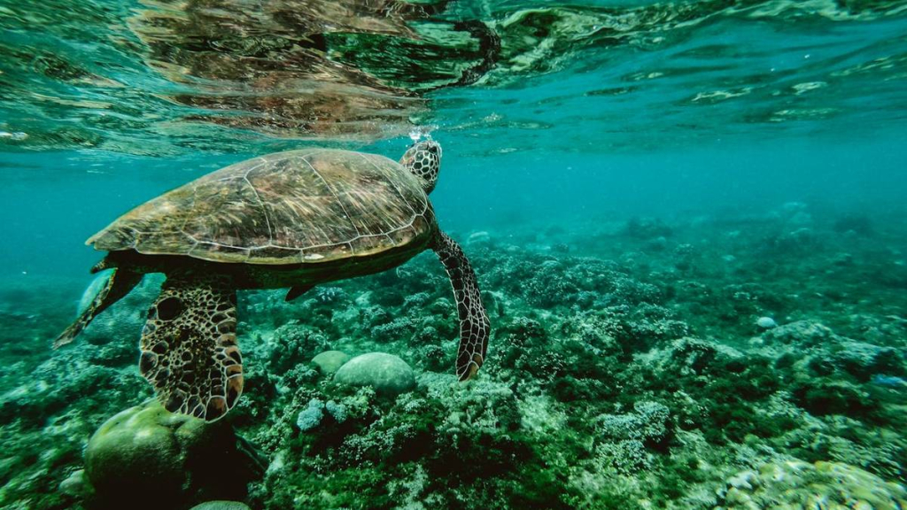 kisah-penyu-yang-cerdik,-cerita-rakyat-dari-yogyakarta