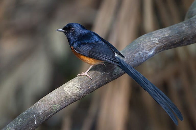 ancaman-hilangnya-kicau-burung-di-habitat-aslinya