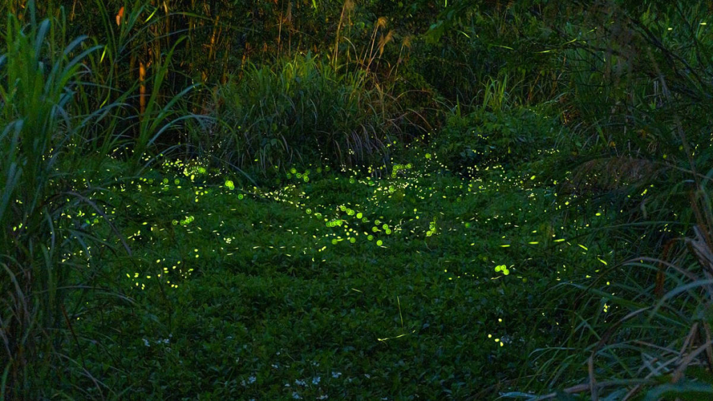 kisah-kunang-kunang-dan-angan-angan-tinggi,-cerita-rakyat-dari-yogyakarta