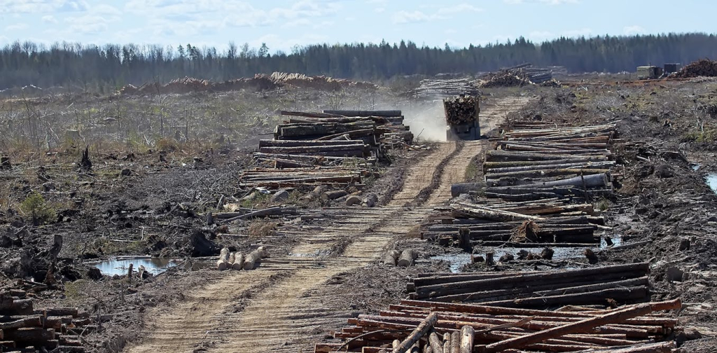 angka-deforestasi-meningkat,-bayang-bayang-krisis-dan-bencana-mengintai