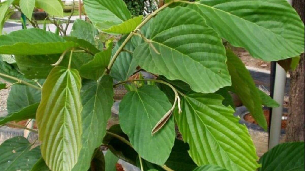 penemuan-baru-peneliti-unair,-daun-apa-apa-mengandung-zat-antikanker-potensial