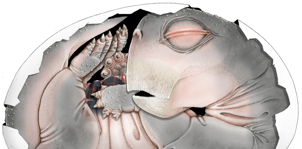 embryo-fossil-found-in-south-africa-is-world’s-oldest-proof-that-mammal-ancestors-laid-eggs