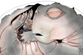 embryo-fossil-found-in-south-africa-is-world’s-oldest-proof-that-mammal-ancestors-laid-eggs
