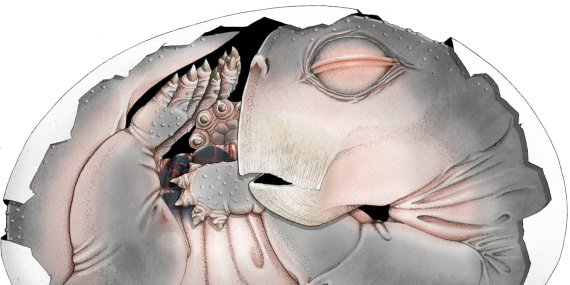 embryo-fossil-found-in-south-africa-is-world’s-oldest-proof-that-mammal-ancestors-laid-eggs