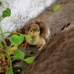 apa-yang-harus-dilakukan-saat-anda-melihat-bayi-burung-di-luar-sarangnya