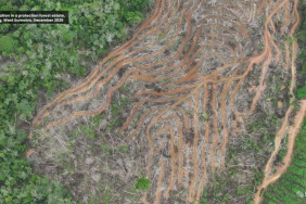 riset-auriga-ungkap-lonjakan-deforestasi-2025