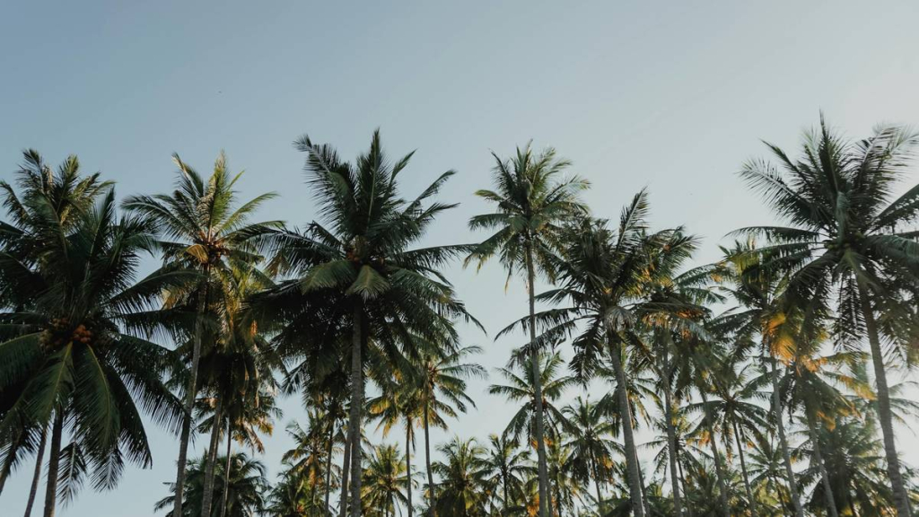 di-bali,-bangunan-tidak-boleh-lebih-tinggi-dari-pohon-kelapa