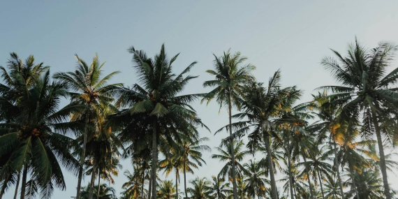 Di Bali, Bangunan Tidak Boleh Lebih Tinggi dari Pohon Kelapa