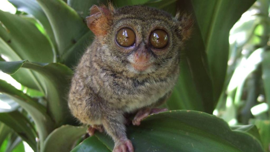 indonesia-adalah-negara-dengan-mamalia-paling-beragam-di-dunia