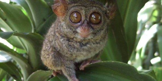 Indonesia Adalah Negara dengan Mamalia Paling Beragam di Dunia