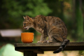 bukan-karena-kenyang,-ilmuwan-ungkap-alasan-kucing-sering-tidak-menghabiskan-makanan