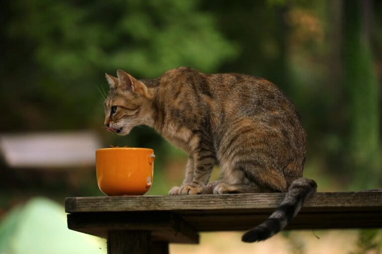 bukan-karena-kenyang,-ilmuwan-ungkap-alasan-kucing-sering-tidak-menghabiskan-makanan