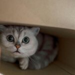 Inilah Yang Dipikirkan Kucing Anda Setiap Kali Anda Membersihkan Kotak Kotorannya
