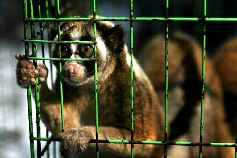 kukang-bukan-hewan-peliharaan,-hidupnya-di-hutan
