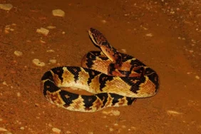 tiga-kali-lebih-berat-dari-king-cobra:-mengenal-laophis,-ular-berbisa-terbesar-dalam-sejarah-bumi