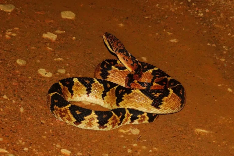 tiga-kali-lebih-berat-dari-king-cobra:-mengenal-laophis,-ular-berbisa-terbesar-dalam-sejarah-bumi
