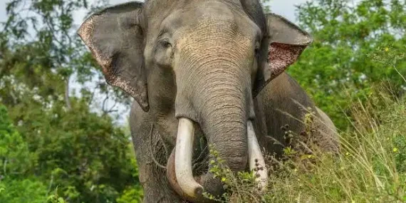 Krisis di Koridor Gajah Sumatera, Perambahan Hutan Demi Kebun Sawit
