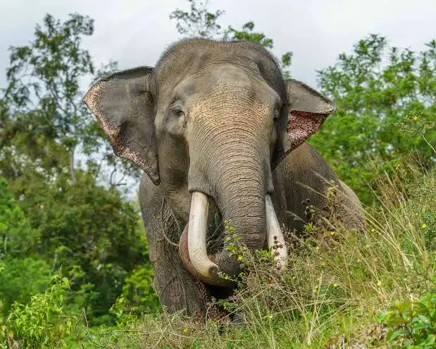 krisis-di-koridor-gajah-sumatera,-perambahan-hutan-demi-kebun-sawit