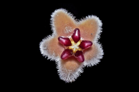 hoya-bukitrayaensis,-spesies-baru-dari-hutan-kalimantan
