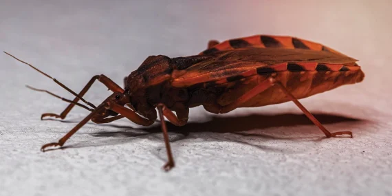 Apa Penyakit Chagas atau Tripanosomiasis Amerika?