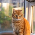 kucing-oranye-telah-lama-menjadi-misteri-genetik;-para-ilmuwan-akhirnya-memecahkannya