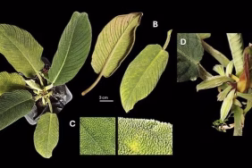 peneliti-temukan-tiga-spesies-baru-homalomena-via-media-sosial