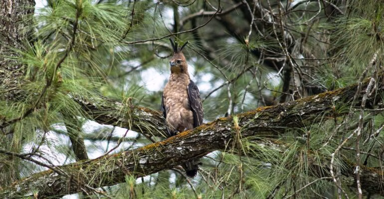 satwa-langka-kerap-muncul,-sinyal-bahaya-kerusakan-ekologis