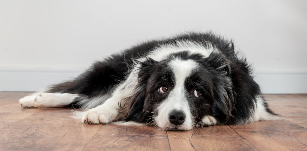 how-to-tell-if-your-dog-is-in-pain-(and-what-to-do-if-they-are)