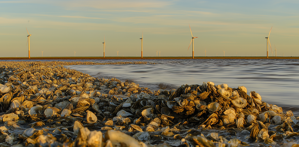 the-surprising-power-of-seashells:-how-oyster-waste-can-recapture-rare-earth-elements