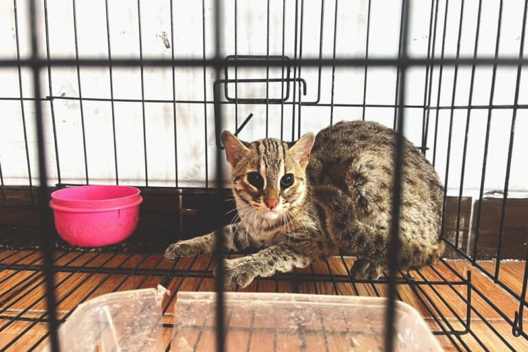 kucing-kuwuk-dan-kesadaran-konservasi-masyarakat-yogyakarta-yang-tumbuh