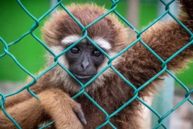 pakar-ipb:-perdagangan-ilegal-satwa-liar-memicu-risiko-pandemi-baru