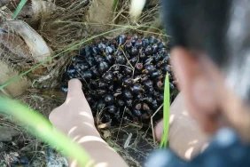 aali-tebar-dividen-rp458-per-saham,-cair-di-tanggal-segini