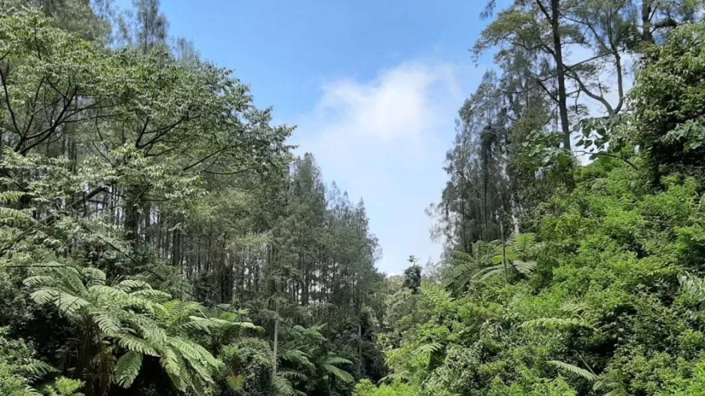 peneliti-unej-ungkap-tanaman-purba-di-kawasan-geopark-ijen,-usianya-65-juta-tahun!