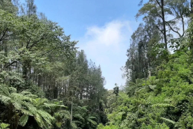 peneliti-unej-ungkap-tanaman-purba-di-kawasan-geopark-ijen,-usianya-65-juta-tahun!