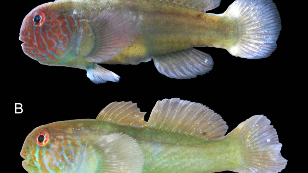 spesies-baru-ikan-gobi-ditemukan-di-perairan-maluku,-seperti-apa-bentuknya?