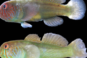 spesies-baru-ikan-gobi-ditemukan-di-perairan-maluku,-seperti-apa-bentuknya?