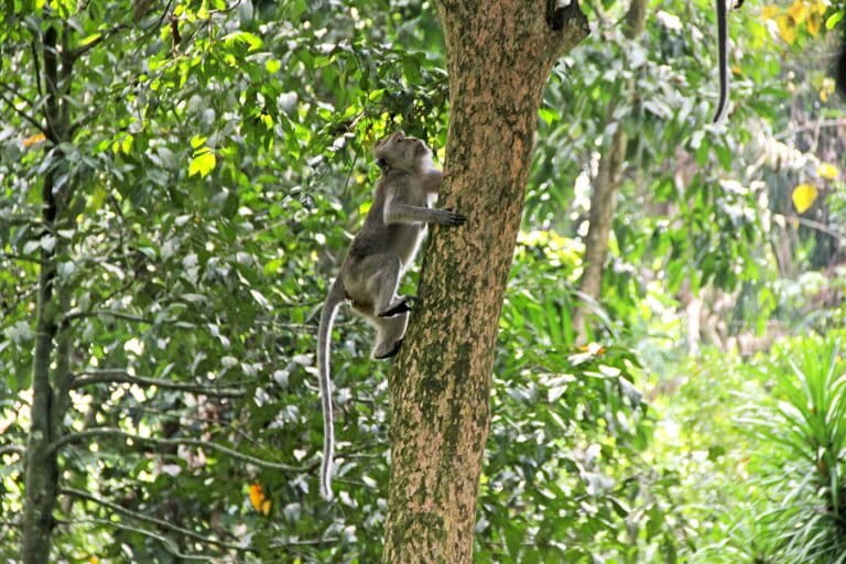 apakah-monyet-ekor-panjang-baik-baik-saja-di-habitatnya?