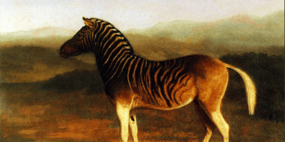 bukan-zebra-biasa,-bukan-pula-kuda:-kisah-tragis-quagga-di-ujung-afrika