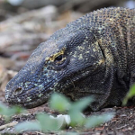 waspadai-modus-baru-penyelundupan-komodo-ke-thailand