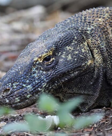 waspadai-modus-baru-penyelundupan-komodo-ke-thailand