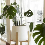 15-jenis-tanaman-hias-monstera-terpopuler,-cocok-untuk-hiasan-rumah-minimalis