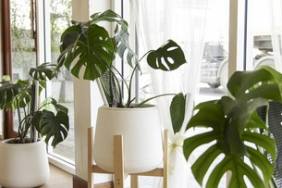 15-jenis-tanaman-hias-monstera-terpopuler,-cocok-untuk-hiasan-rumah-minimalis