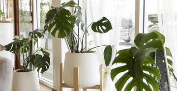 15-jenis-tanaman-hias-monstera-terpopuler,-cocok-untuk-hiasan-rumah-minimalis