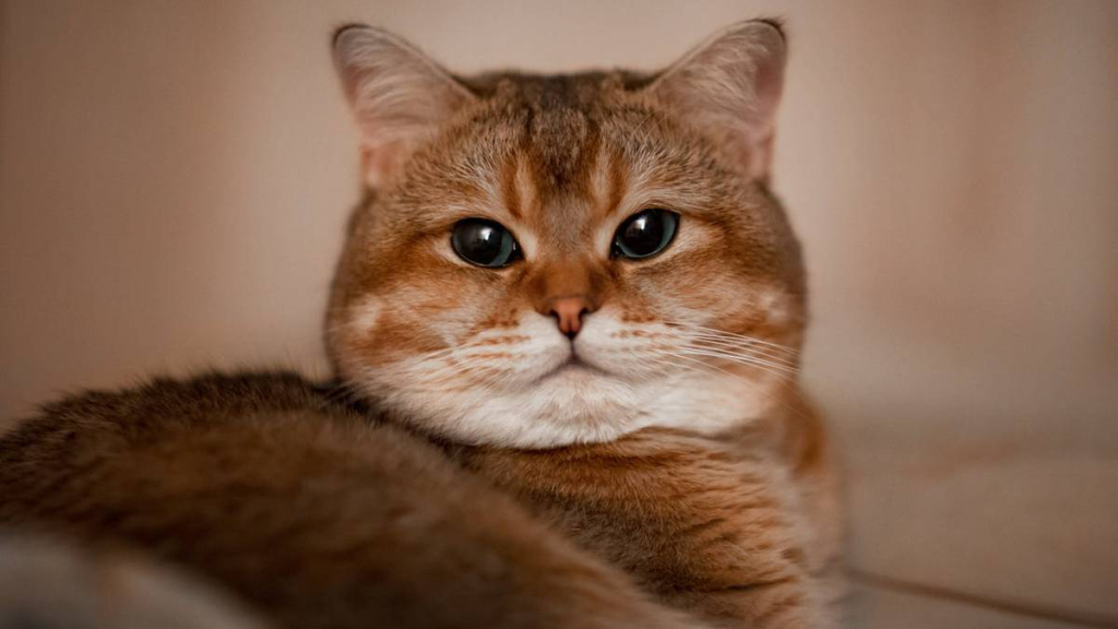 kisah-kucing-gemuk-dan-kucing-kurus,-cerita-rakyat-dari-yogyakarta
