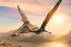 how-we-worked-out-a-fossilised-‘pterosaur’-was-actually-a-fish-–-new-research