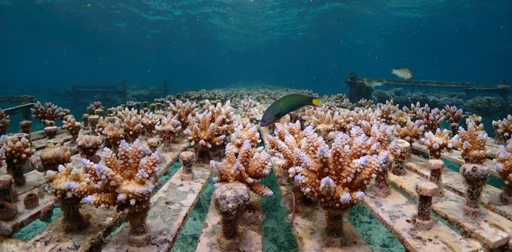 how-accelerating-evolution-could-help-corals-survive-future-heatwaves-–-new-study