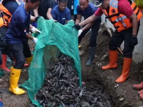 populasi-ikan-sapu-sapu-di-jakarta-tembus-60-persen,-indikasi-lingkungan-tercemar