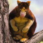 hutan-papua,-rumah-besar-kanguru-pohon