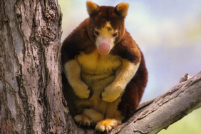 hutan-papua,-rumah-besar-kanguru-pohon