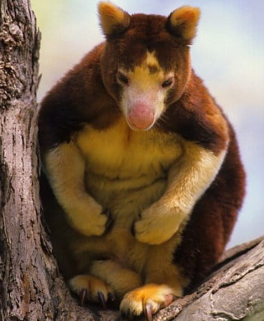 hutan-papua,-rumah-besar-kanguru-pohon